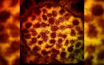 Mengenal Virus Corona Varian Delta Plus AY.1